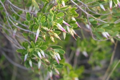 Conostephium pendulum