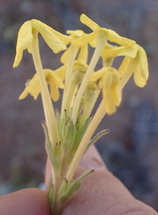 Lyperia tristis