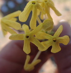 Lyperia tristis