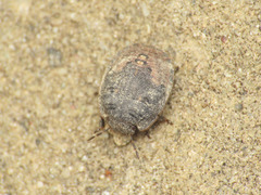 Odontoscelis