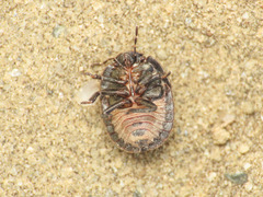 Odontoscelis