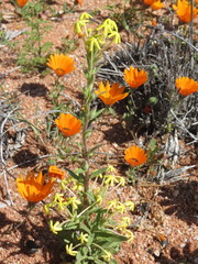 Lyperia tristis
