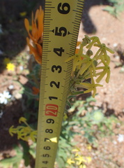 Lyperia tristis