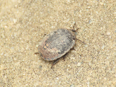 Odontoscelis