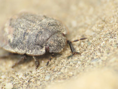 Odontoscelis