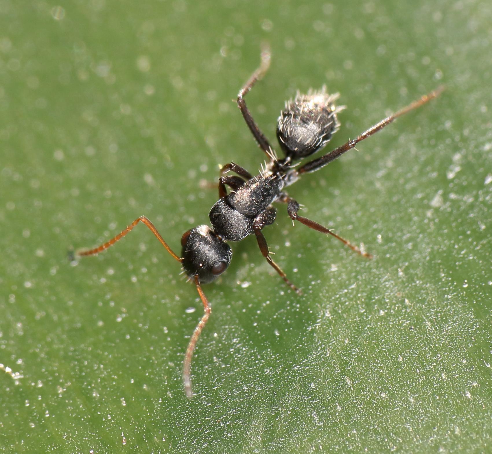 Camponotus erinaceus