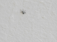 Menemerus semilimbatus