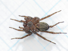 Pardosa prativaga