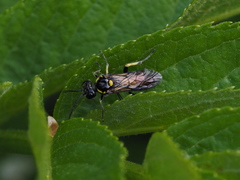 Macrophya crassula