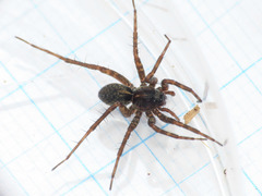Pardosa prativaga