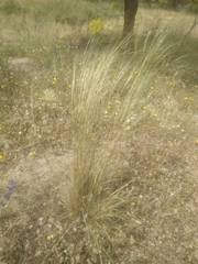 Stipa lagascae