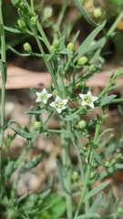 Thesium divaricatum