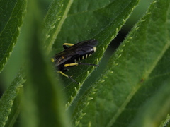 Macrophya crassula