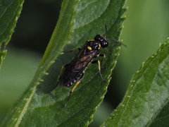 Macrophya crassula