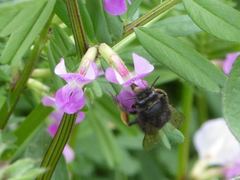 Anthophora plumipes