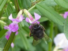 Anthophora plumipes