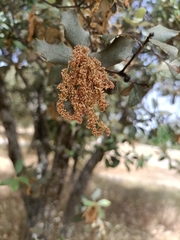 Quercus rotundifolia