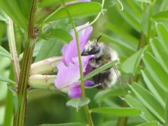 Anthophora plumipes