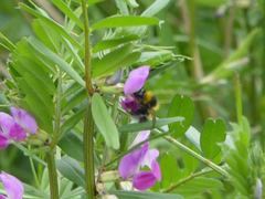 Bombus hortorum