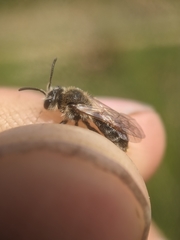 Andrena rugosa