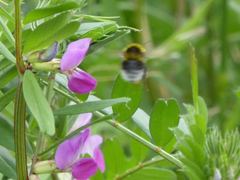 Bombus hortorum