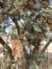 Quercus rotundifolia