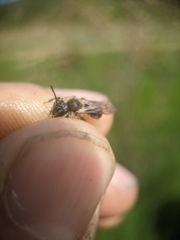 Andrena rugosa