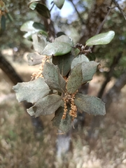 Quercus rotundifolia