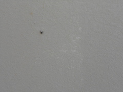 Menemerus semilimbatus