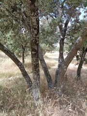 Quercus rotundifolia