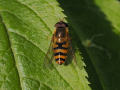 Epistrophe nitidicollis