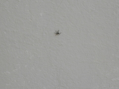 Menemerus semilimbatus