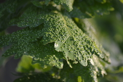 Neuroterus saltarius