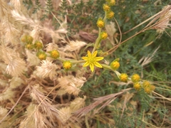 Petrosedum amplexicaule