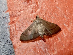Bradina admixtalis