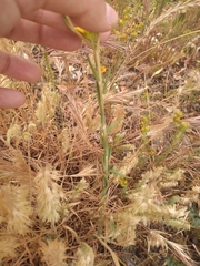 Petrosedum amplexicaule