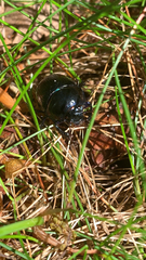 Anoplotrupes stercorosus