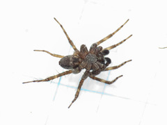 Pardosa prativaga