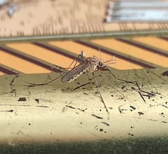 Culiseta longiareolata