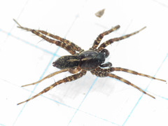 Pardosa prativaga