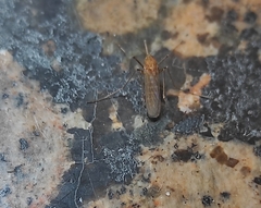 Culiseta longiareolata