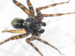 Pardosa prativaga