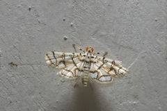 Elophila scitalis