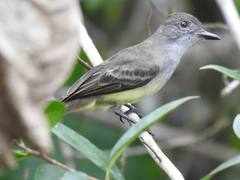 Myiarchus ferox