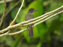 Myiarchus ferox
