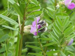 Anthophora plumipes