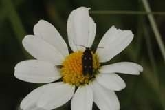 Parascythris muelleri