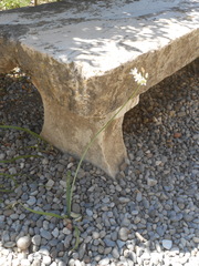 Nothoscordum gracile