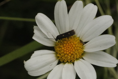 Parascythris muelleri