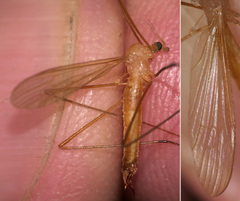 Lipsothrix remota